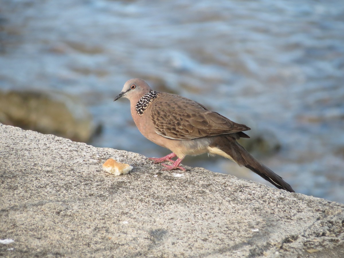 Spotted Dove - ML354382961