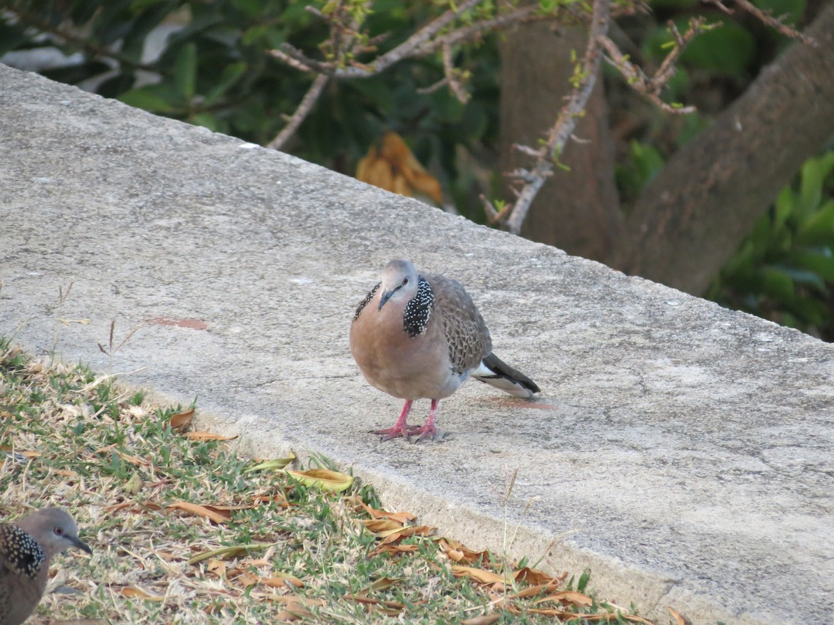 Spotted Dove - ML354383091