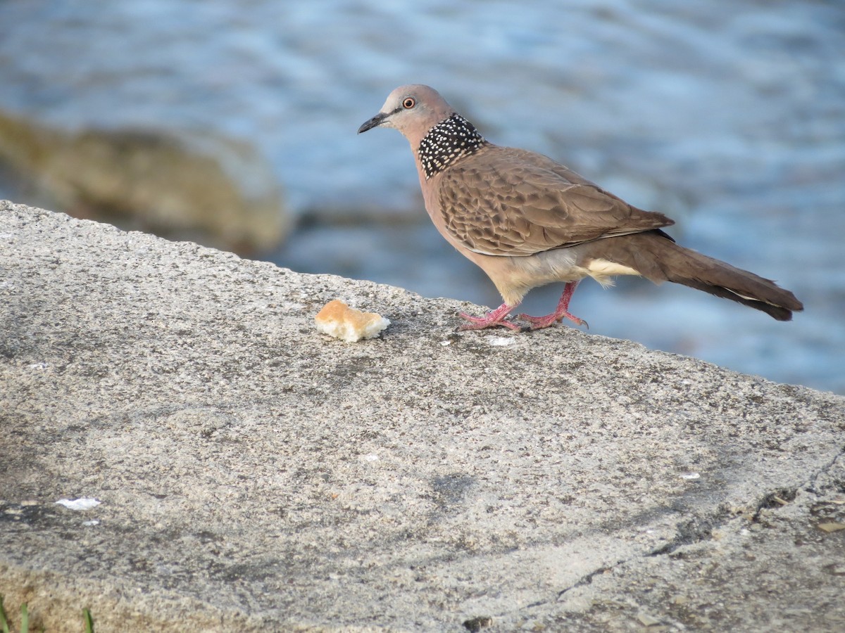 Spotted Dove - ML354383171