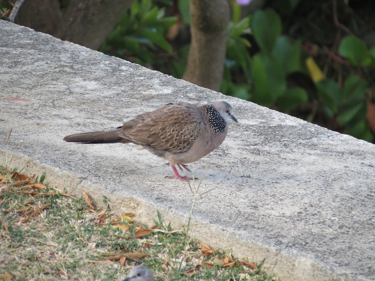 Spotted Dove - ML354383221