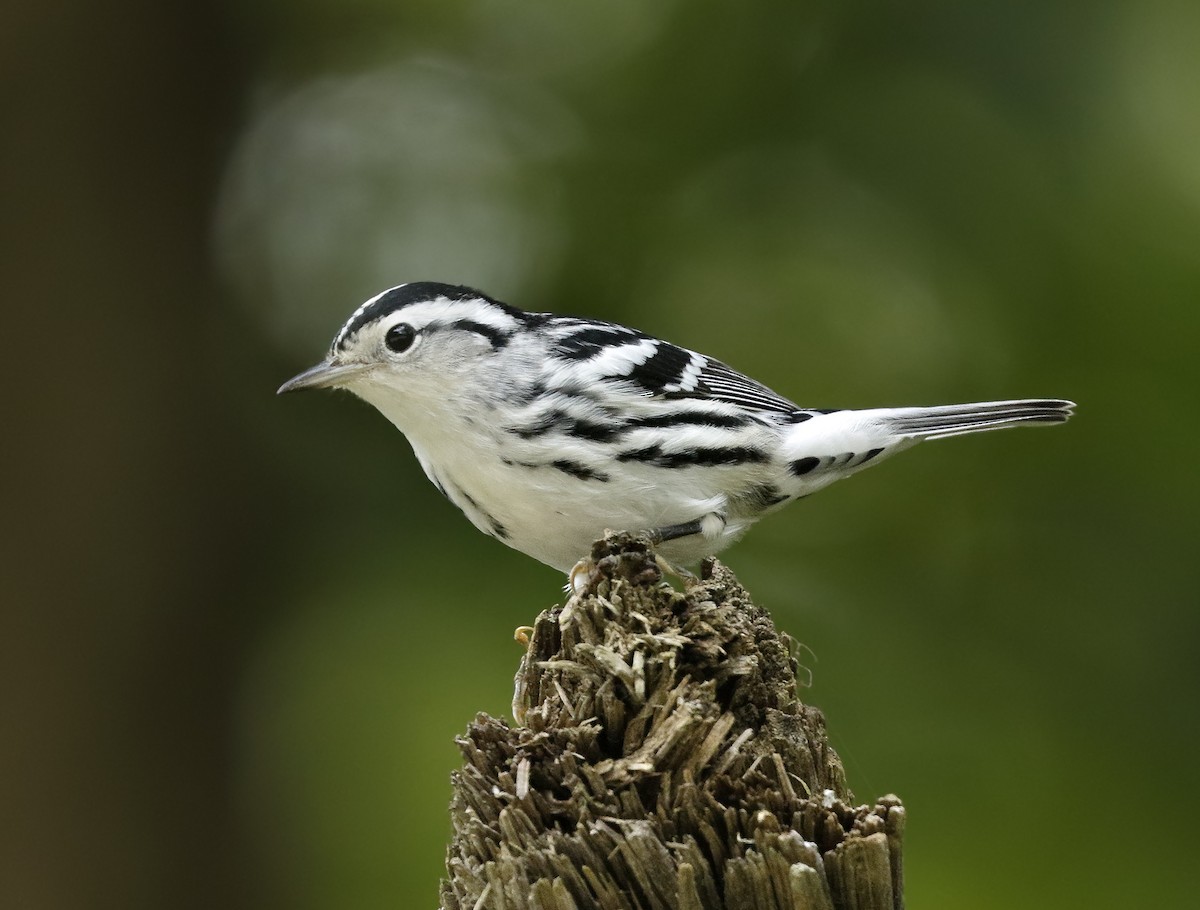 Black-and-white Warbler - ML35438471