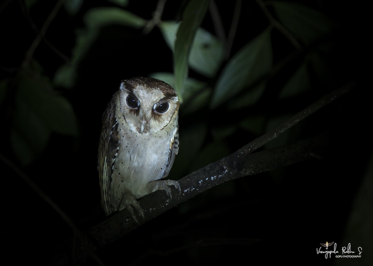 Sri Lanka Bay-Owl - ML354384981