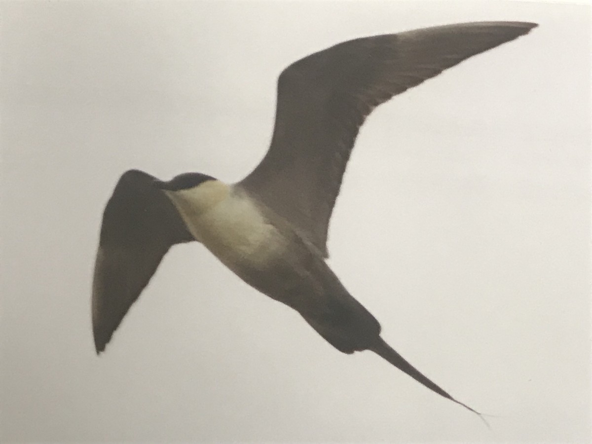 Long-tailed Jaeger - ML354386631