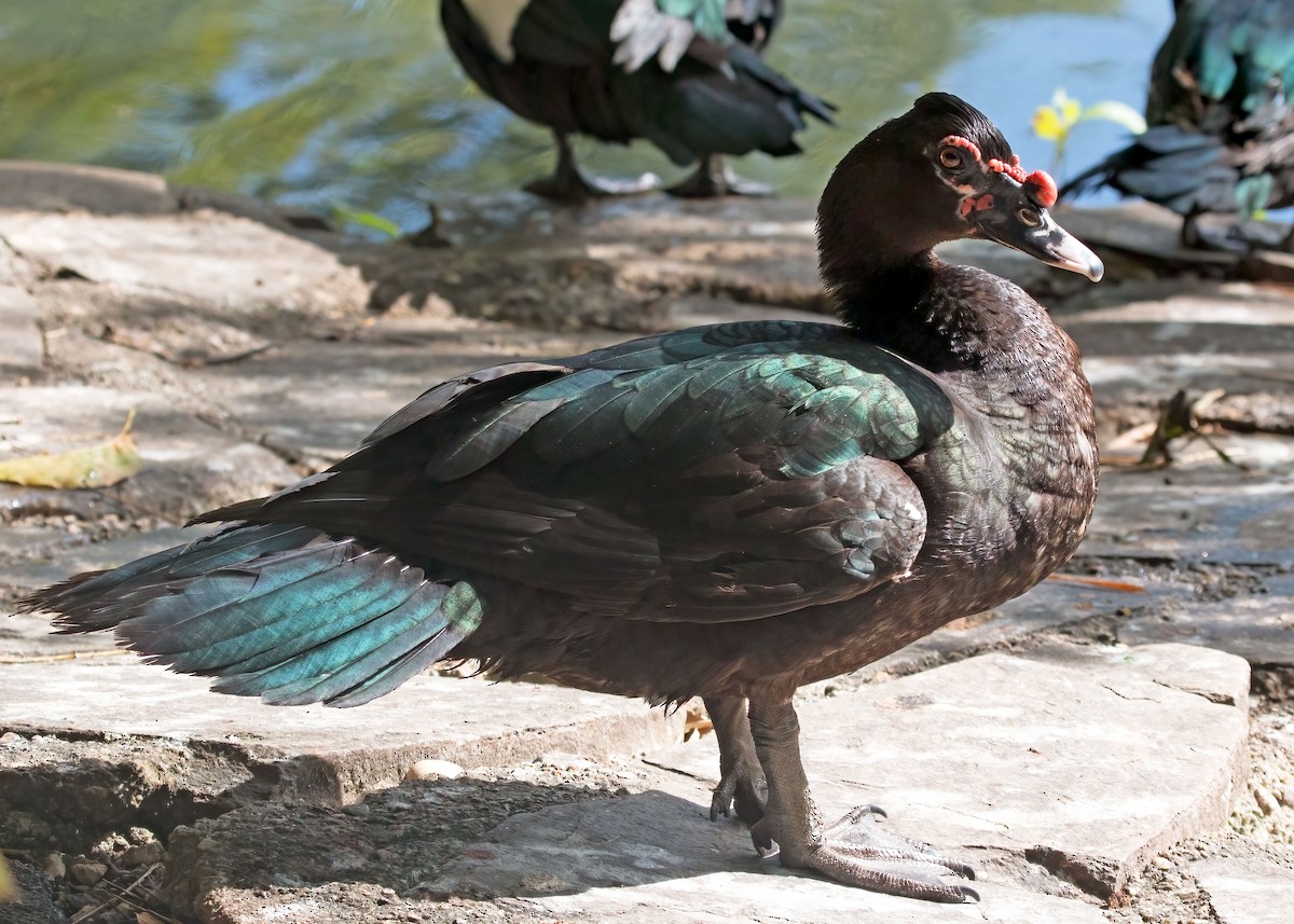 Muscovy Duck (Domestic type) - Sue&Gary Milks