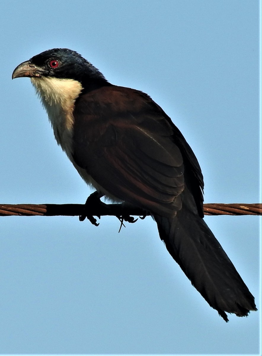 Senegal Coucal - Eric Haskell