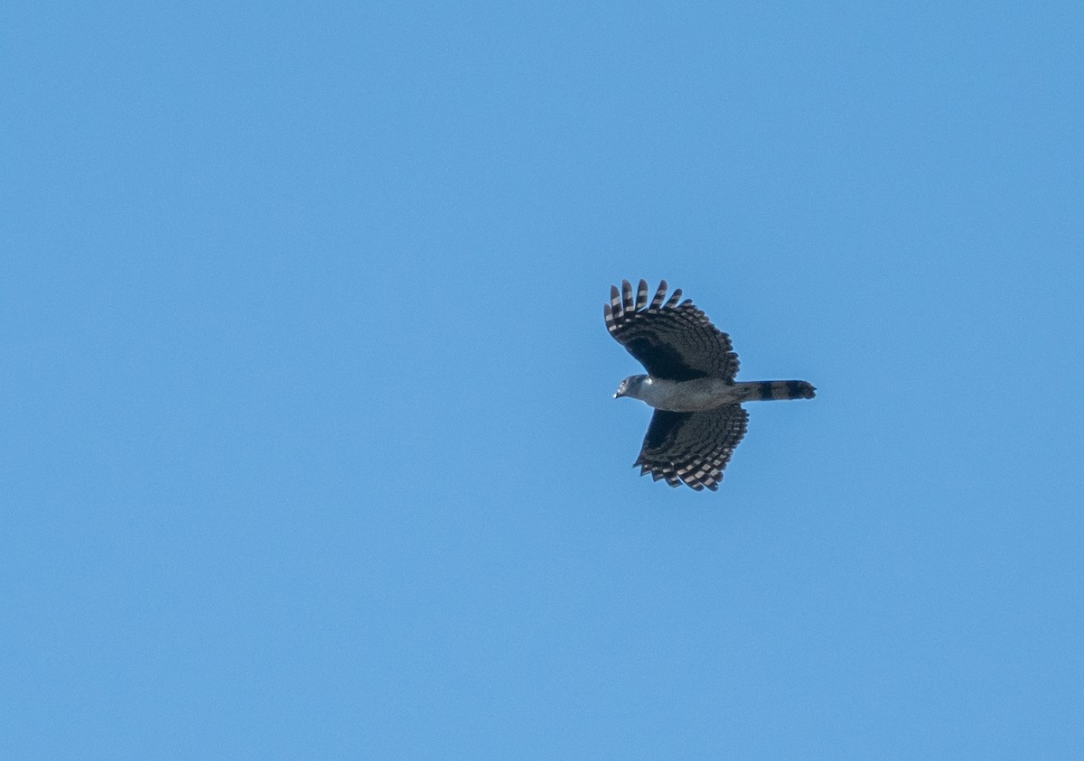 Gray-headed Kite - ML354408061