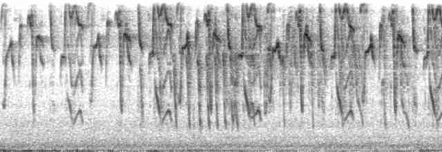 Alev Karınlı Dağ Tangarası (igniventris) - ML35441