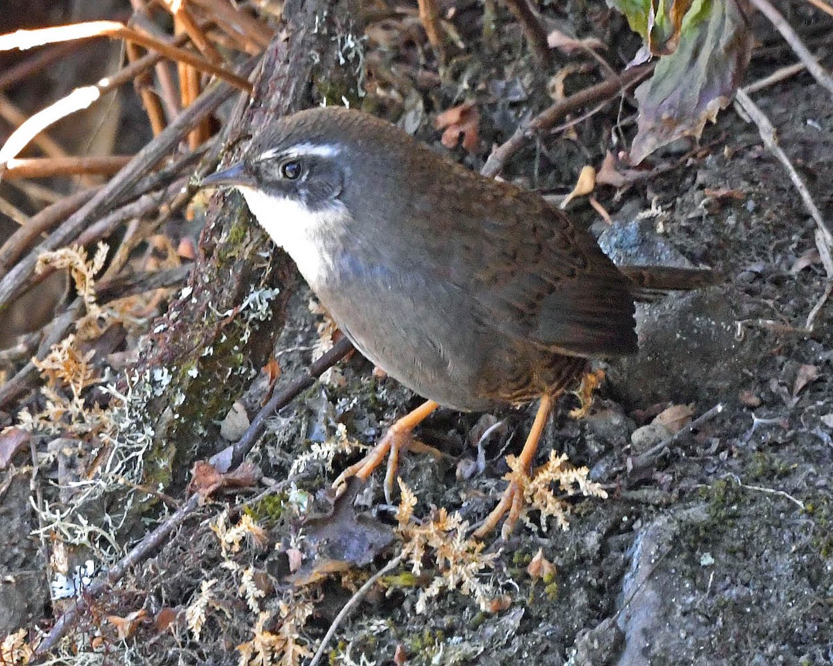 Zimmer's Tapaculo - ML354410591