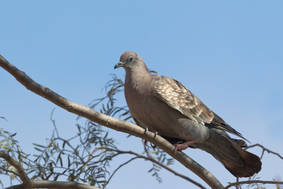 Spot-winged Pigeon - ML354419001