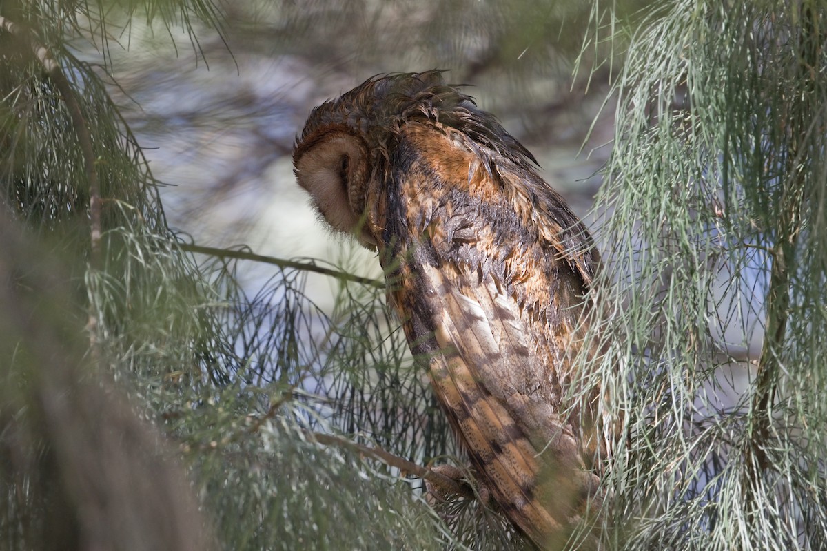 Barn Owl - Michel Gutierrez