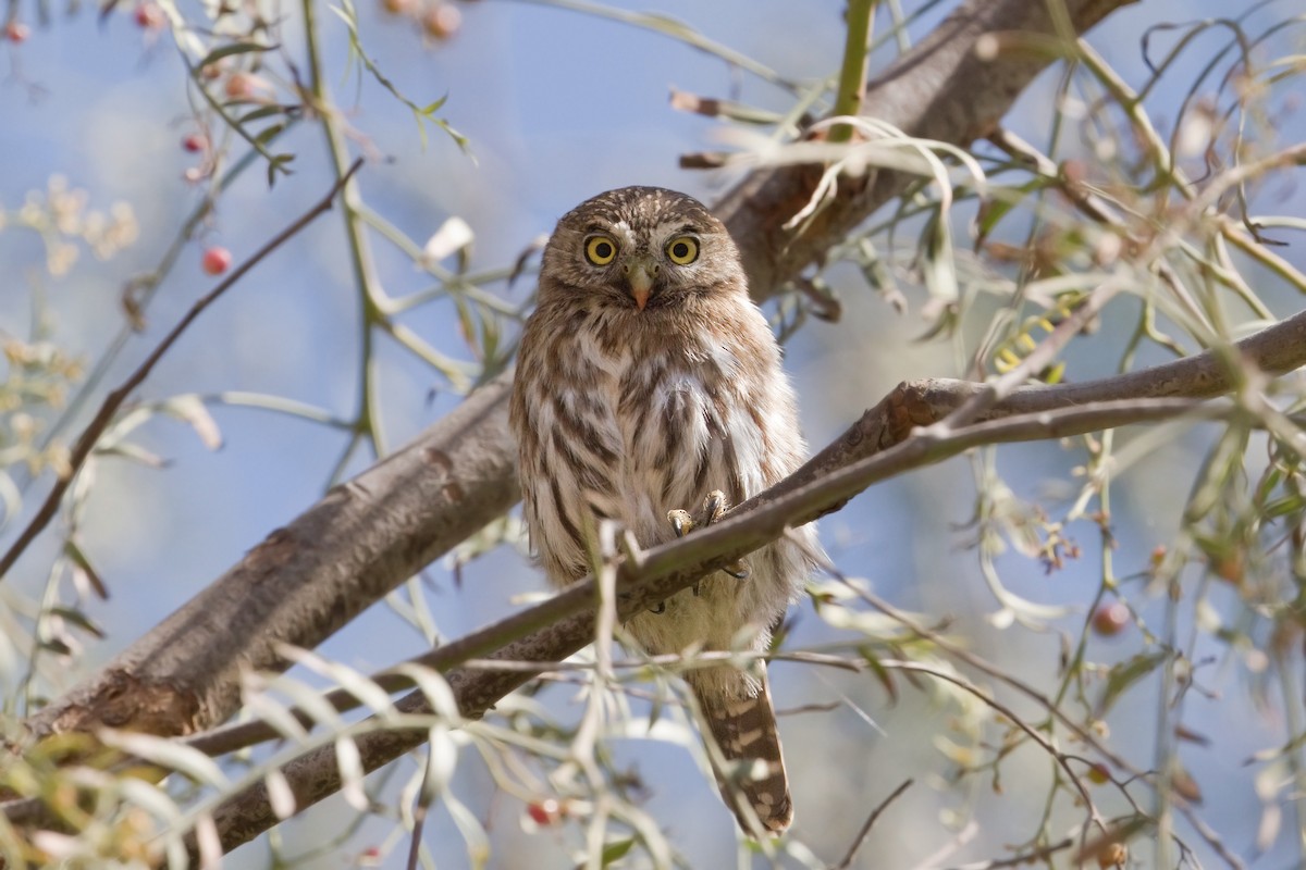 Peruvian Pygmy-Owl - Michel Gutierrez