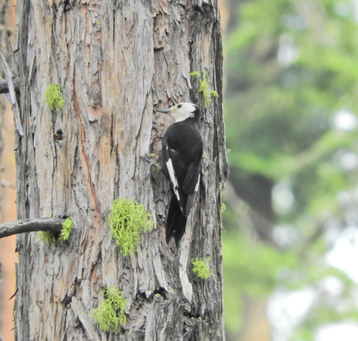 White-headed Woodpecker - ML354421271