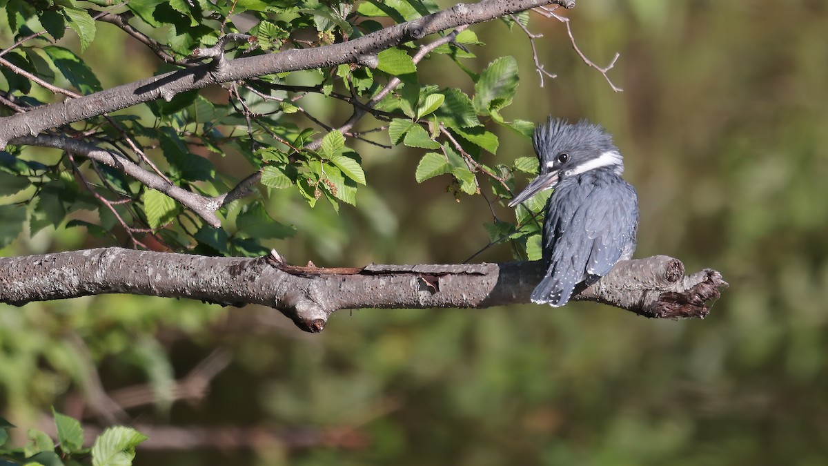 Belted Kingfisher - ML354435661