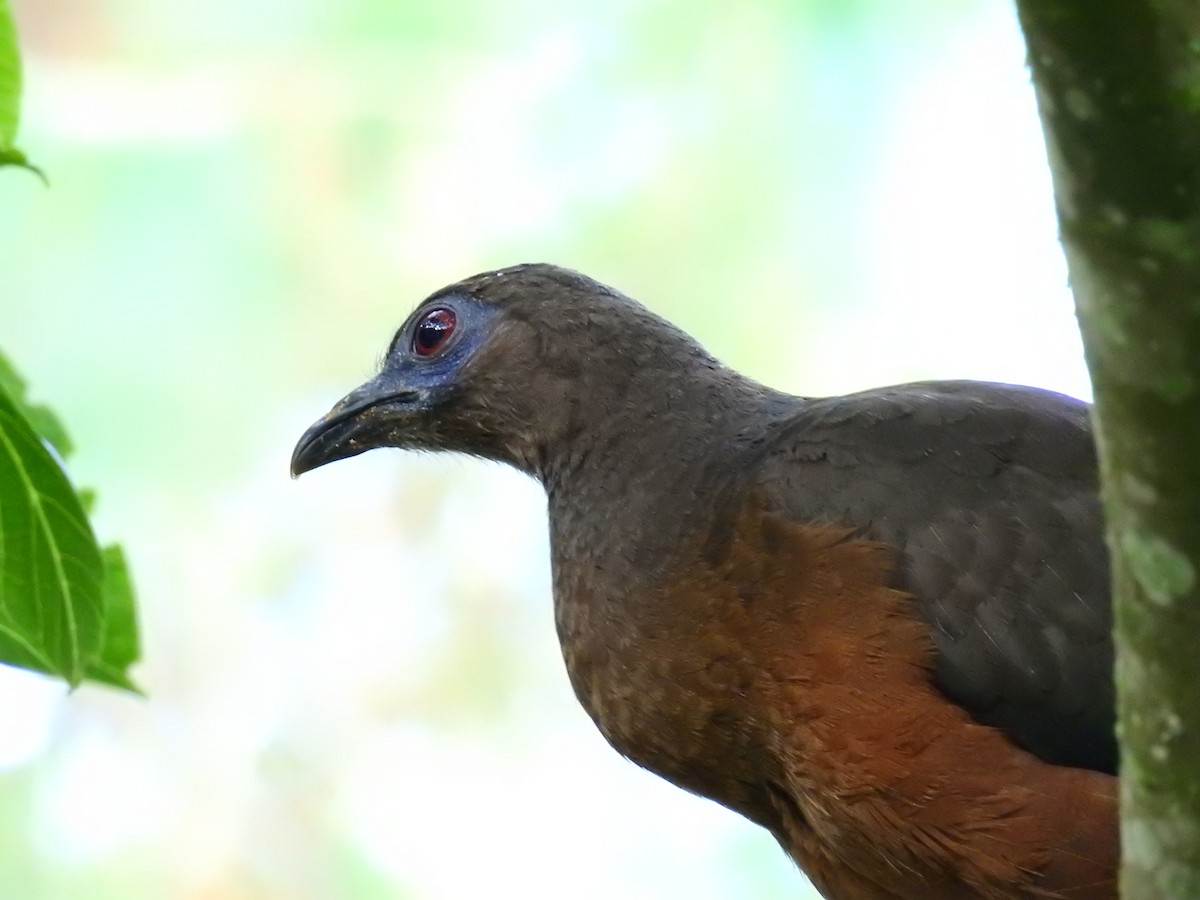 Sickle-winged Guan - ML354438671