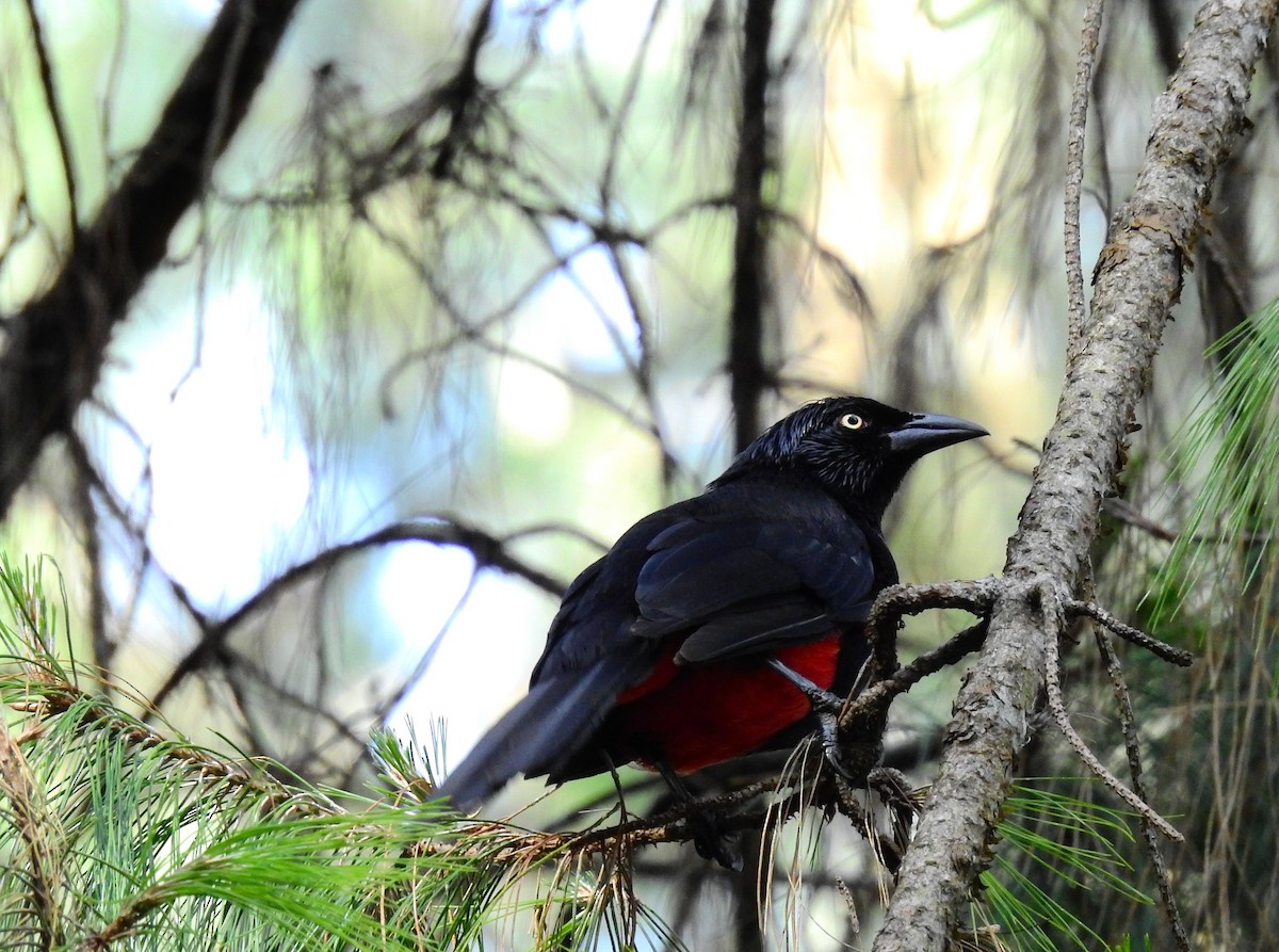 Red-bellied Grackle - ML354438841