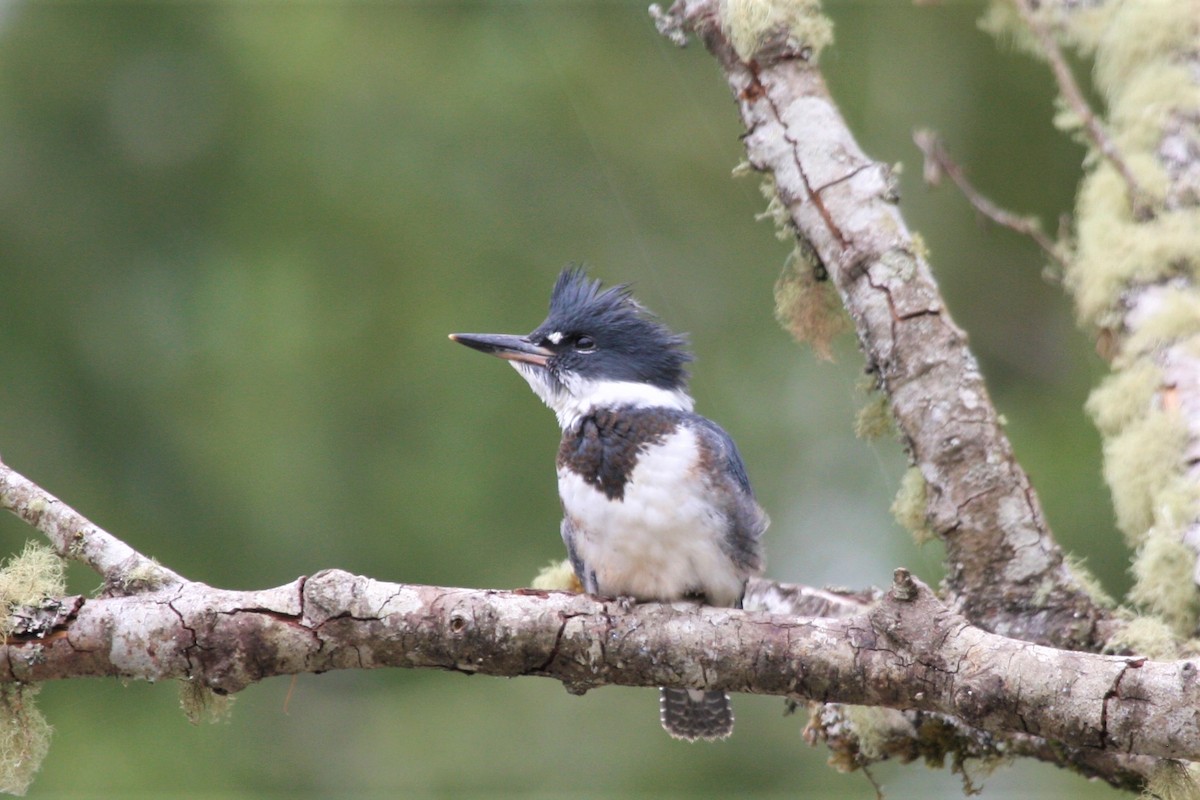 Belted Kingfisher - ML354444711