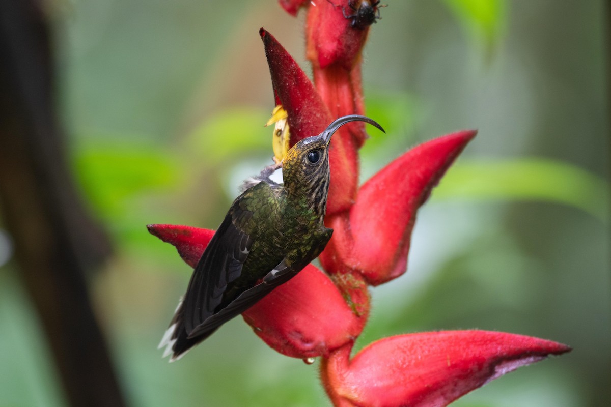 kolibřík orlozobec - ML354446381