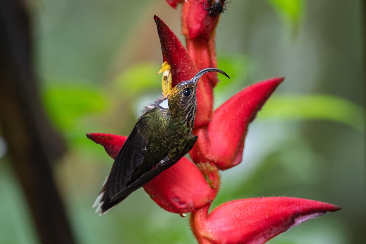 kolibřík orlozobec - ML354446411