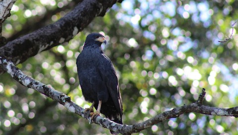 Common Black Hawk