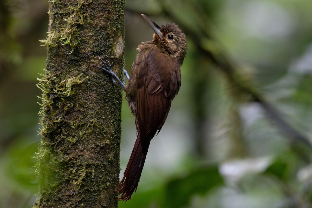 Spotted Woodcreeper - Josanel Sugasti -photographyandbirdingtourspanama