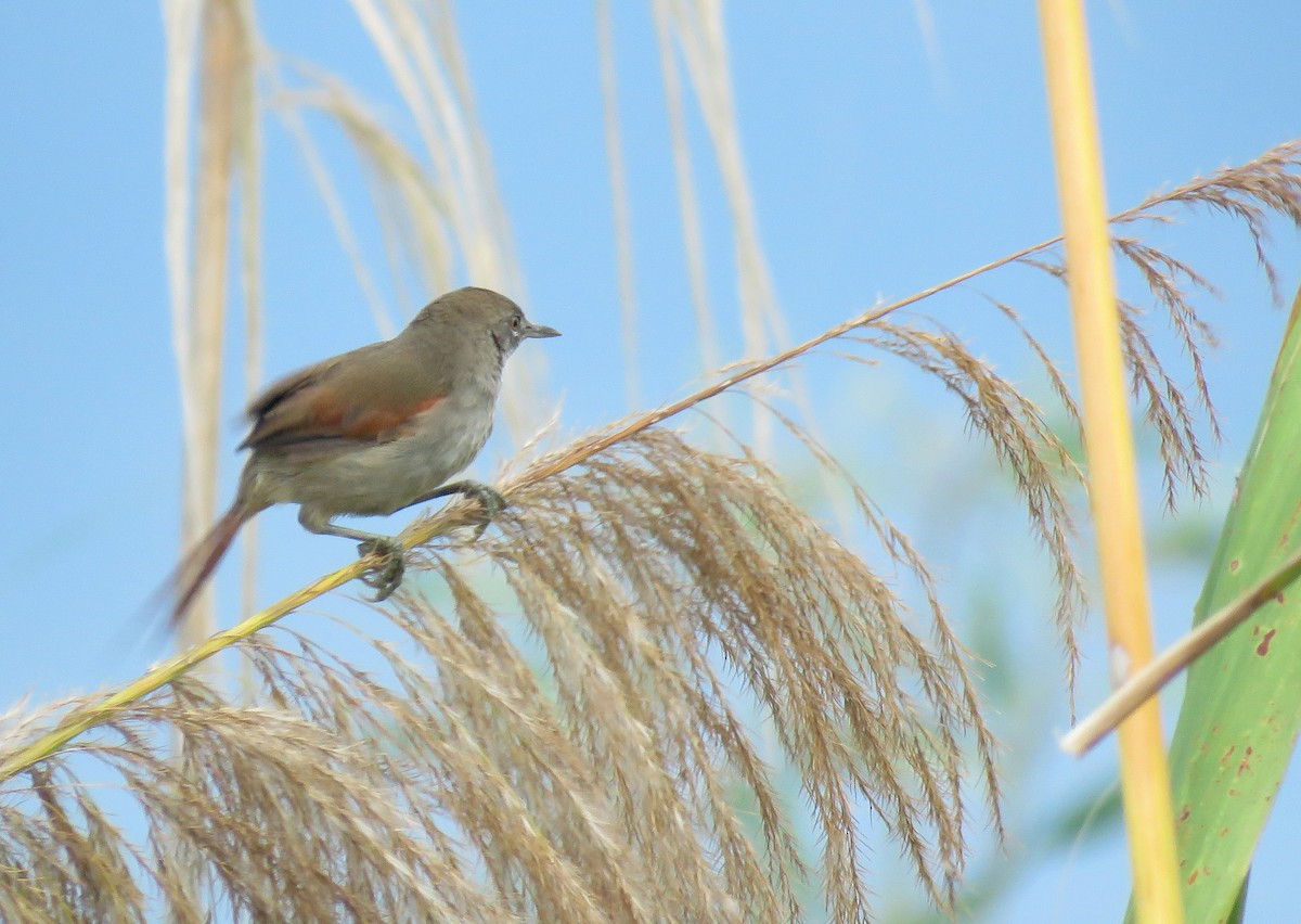 White-bellied Spinetail - ML354452561