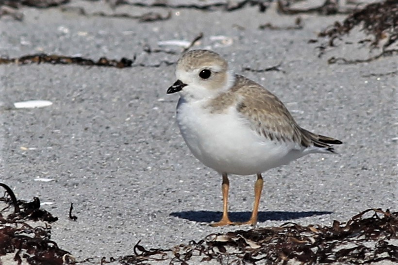 Piping Plover - ML354455271