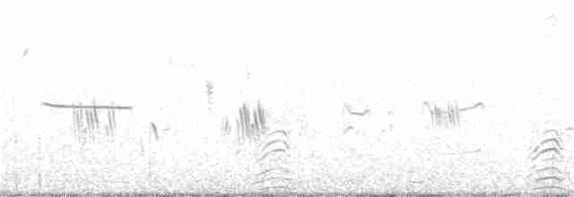 hvithalesvømmesnipe - ML354455591
