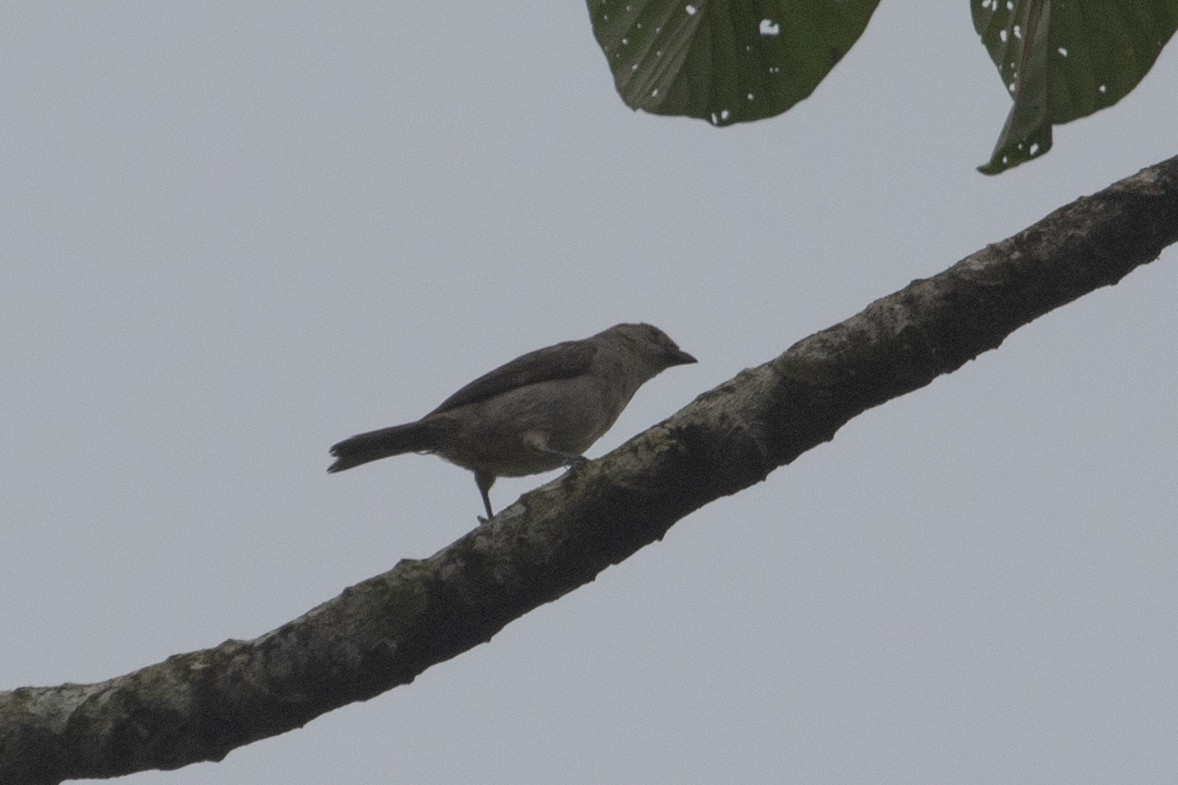 Plain-colored Tanager - ML354457121