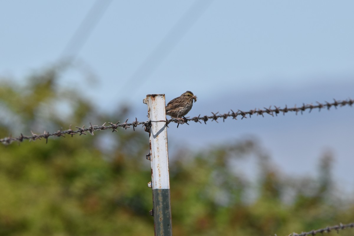 Savannah Sparrow - ML354458341