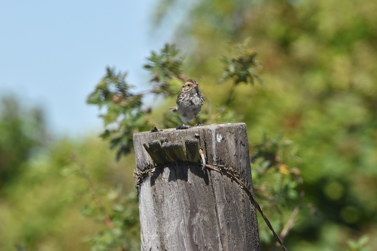Savannah Sparrow - ML354458611