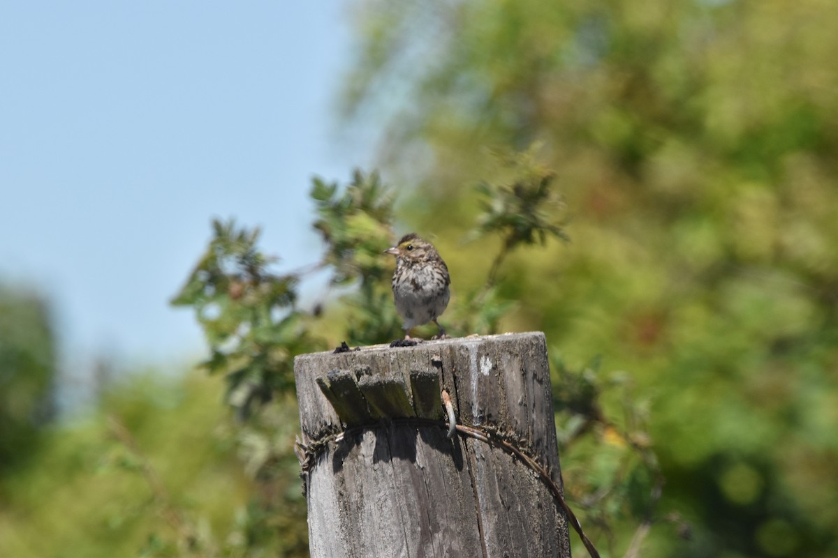 Savannah Sparrow - ML354458971