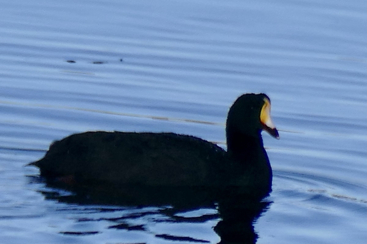 Giant Coot - ML354464071