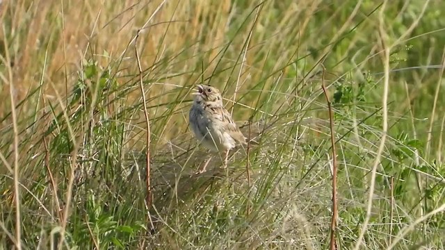 Baird's Sparrow - ML354464121