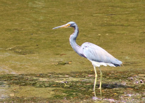 Tricolored Heron