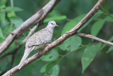 Inca Dove