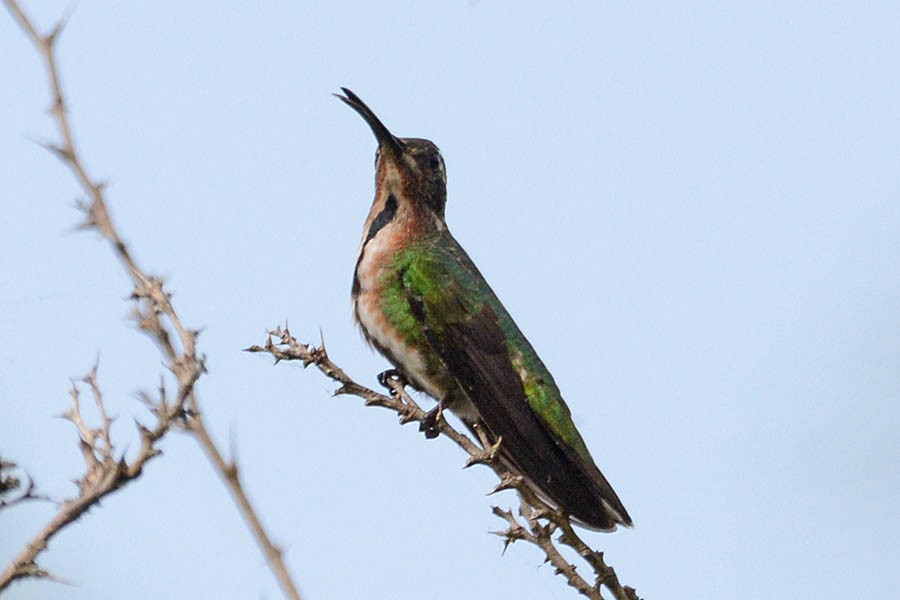 Green-breasted Mango - Troy Hibbitts