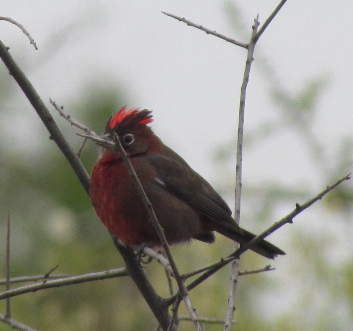 Red-crested Finch - ML354467431