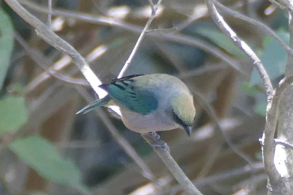 Green-capped Tanager - ML354469651