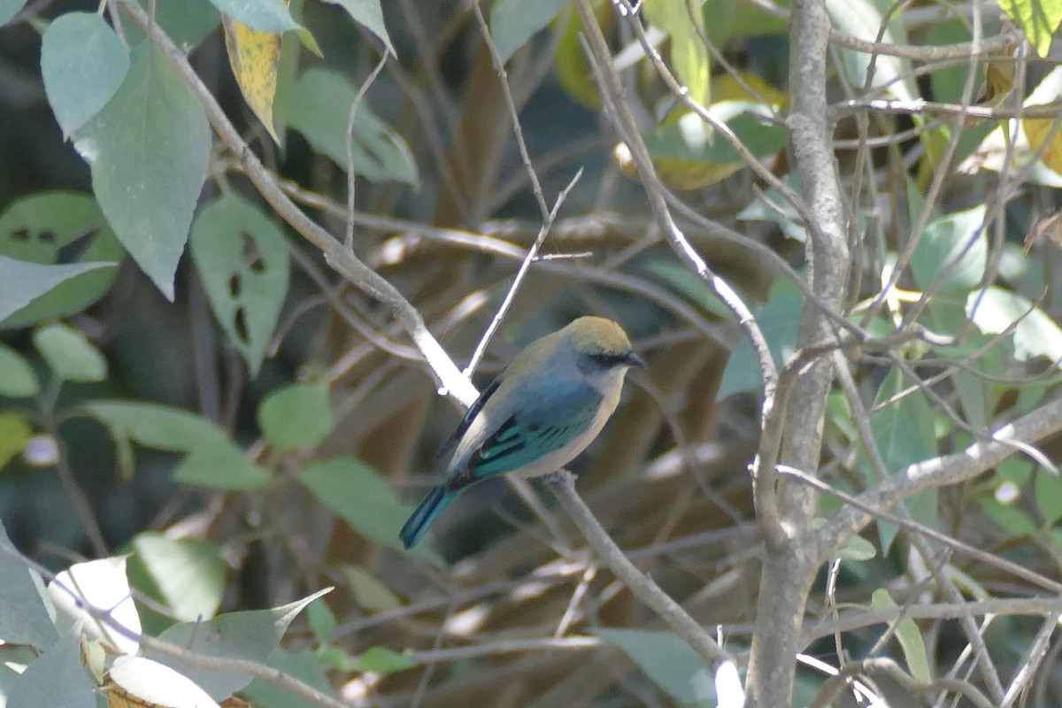 Green-capped Tanager - ML354469671
