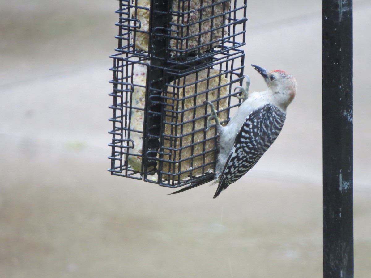 Red-bellied Woodpecker - ML354471701