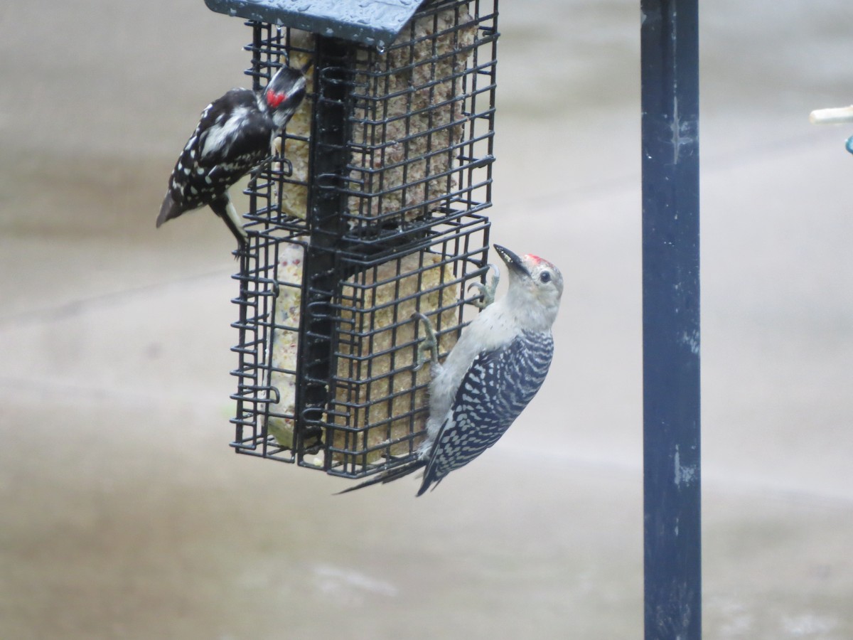Red-bellied Woodpecker - ML354471781