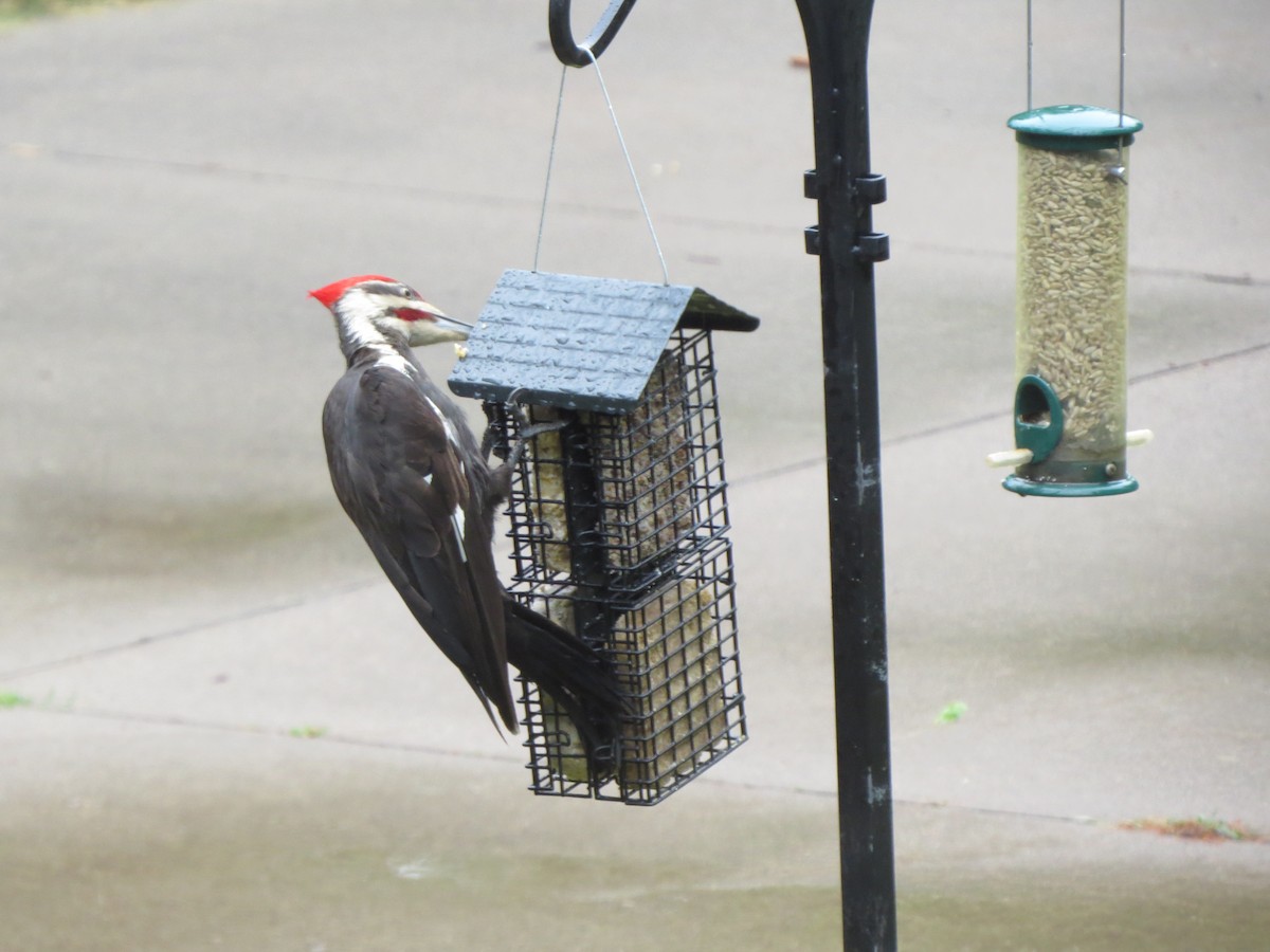 Pileated Woodpecker - ML354472151