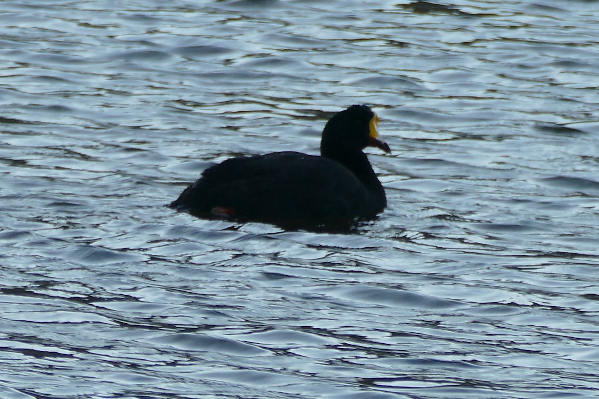 Giant Coot - ML354476331