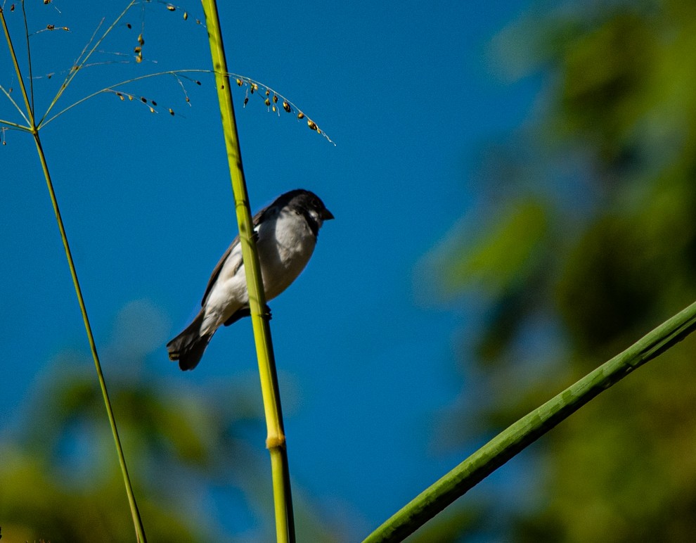 Double-collared Seedeater - ML354479021