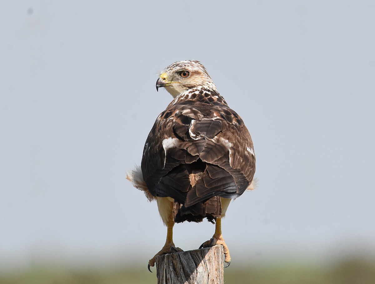Red-tailed Hawk - ML354479691