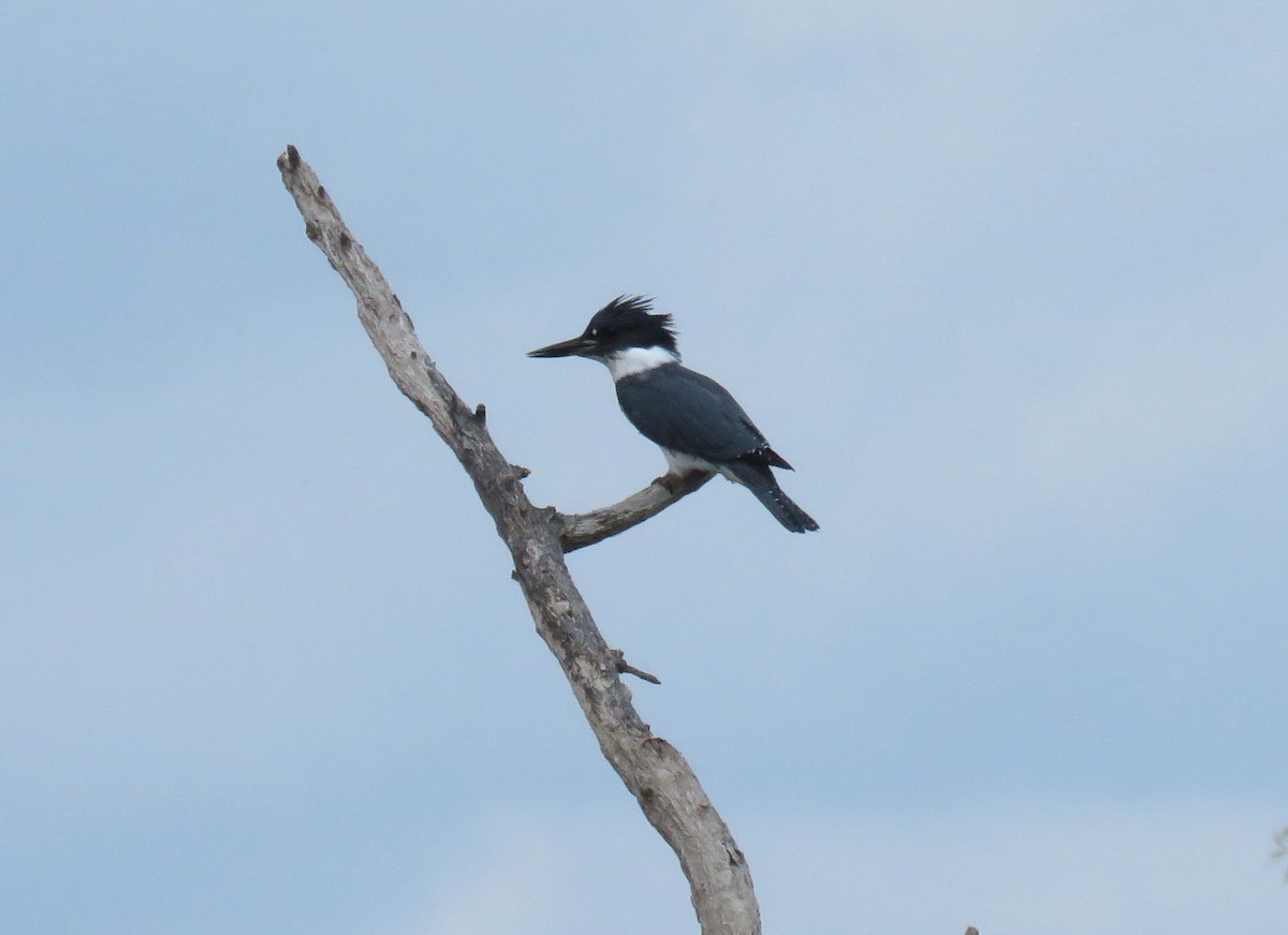 Belted Kingfisher - ML354484731