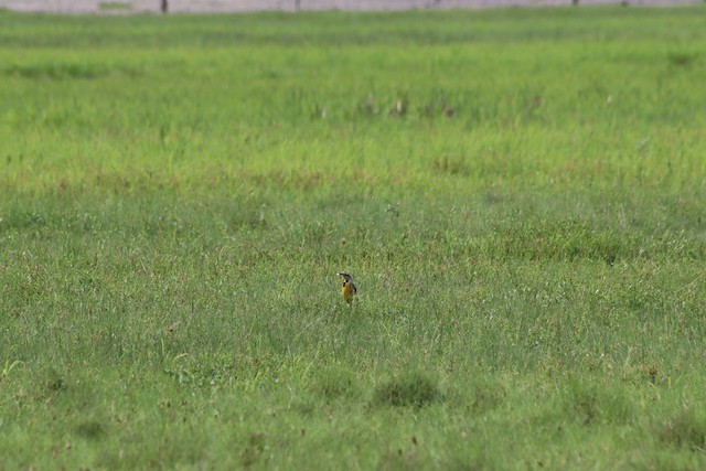 Bird in its habitat; Jalisco, Mexico. - Chihuahuan Meadowlark - 