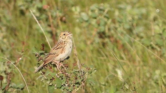 Baird's Sparrow - ML354486751