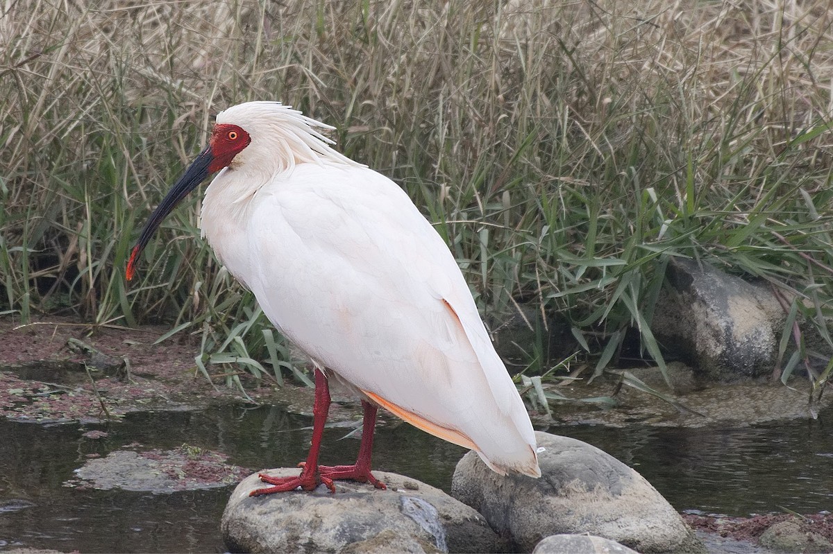 Crested Ibis - ML354487291
