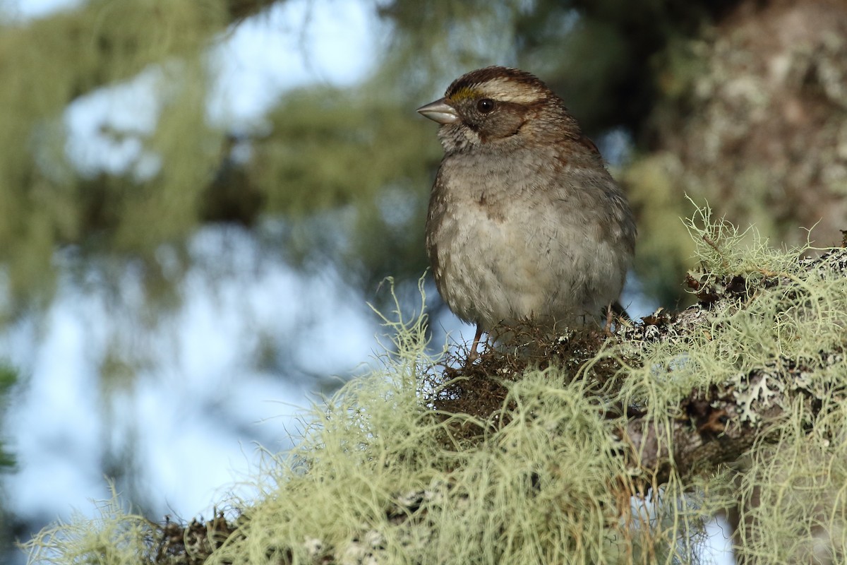 White-throated Sparrow - ML354489391